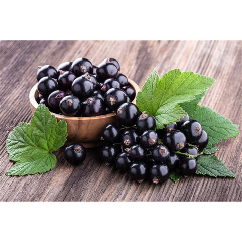 【96】【産直】おいしい発酵カシス(2本組)(日・株式会社コメット)(週刊新潮紹介)