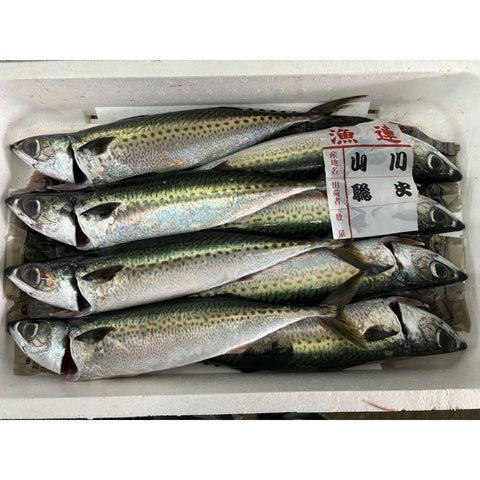【89】【産直】鹿児島・第一鹿屋魚市場 目利きのひろしげ 首折れさば漬け丼(日・株式会社福島鮮魚)(週刊新潮紹介)