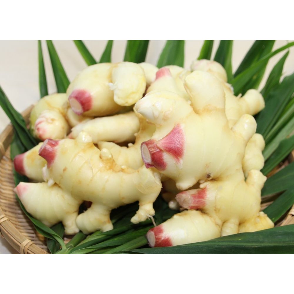【99】【産直】若松農園 喜界島の新生姜 1.5kg（日・若松農園有限会社）（週刊新潮紹介）