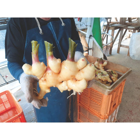 【99】【産直】若松農園 喜界島の新生姜 1.5kg（日・若松農園有限会社）（週刊新潮紹介）