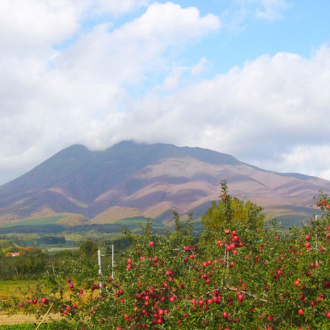 【113】【産直】蜜入りりんご『こみつ』青森県産 特選品 約2kg（6〜12玉）（日・JA津軽みらい）（週刊新潮紹介）