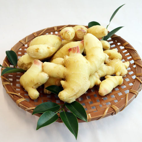 【99】【産直】若松農園 喜界島の新生姜 1.5kg（日・若松農園有限会社）（週刊新潮紹介）