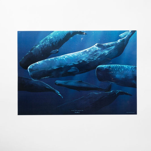 『マグメル深海水族館』航洋のクジラ クリアポスター