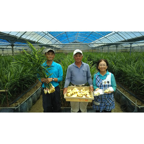 【99】【産直】若松農園 喜界島の新生姜 1.5kg（日・若松農園有限会社）（週刊新潮紹介）