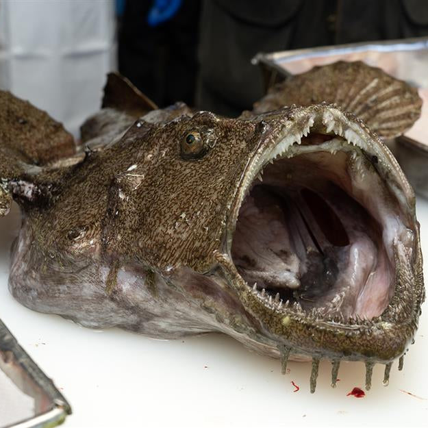 【116】【産直】青森県風間浦村産『活締め風間浦鮟鱇鍋セット』（日・株式会社駒嶺商店）（週刊新潮紹介）