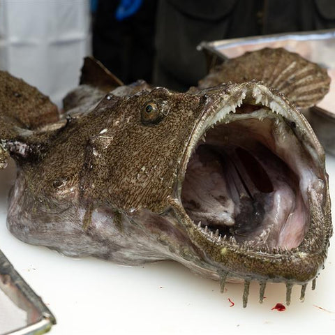 【116】【産直】青森県風間浦村産『活締め風間浦鮟鱇鍋セット』（日・株式会社駒嶺商店）（週刊新潮紹介）