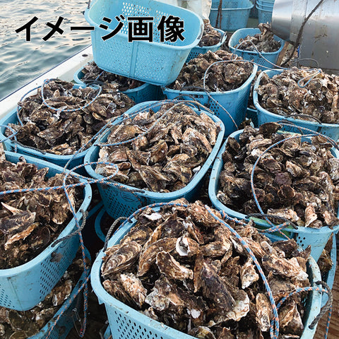 【産直】牡蠣の潮煮（７袋セット）(日・末永海産)（週刊新潮DM紹介）